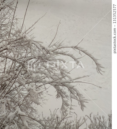 Natural detail of twigs covered with fresh snowfall. Natural detail of twigs covered with fresh snowfall. 131352577