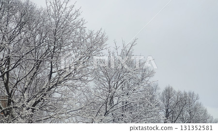 Natural detail of twigs covered with fresh snowfall. 131352581