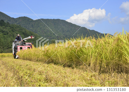 Rice reaping Rice reaping 131353180