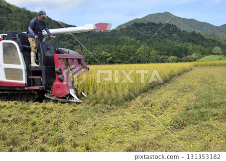Rice reaping Rice reaping 131353182