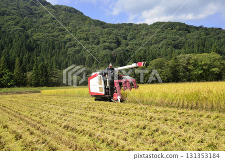 Rice reaping Rice reaping 131353184