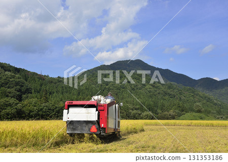 Rice reaping Rice reaping 131353186