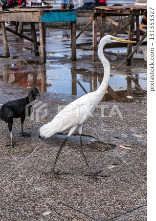 The Pedra do Peixe fish market at Belem, State of Para, Amazon region, Brazil 131353327