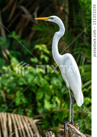 River boat tour on the Guama River at Belem do Para, a city on the north area of Brazil. 131353339