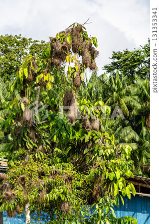 Hanging nests of the Black-necked weaver or Ploceus nigricollis on tree branches at Belem do Para in Brazil Hanging nests of the Black-necked weaver or Ploceus nigricollis on tree branches at Belem do Para in Brazil 131353341