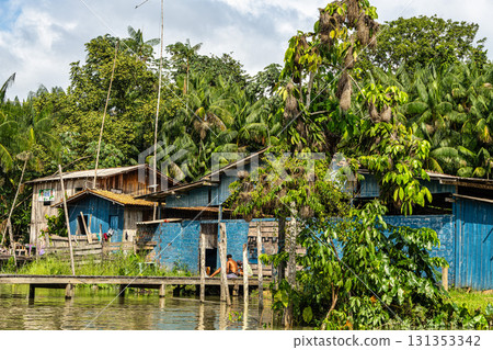 Hanging nests of the Black-necked weaver or Ploceus nigricollis on tree branches at Belem do Para in Brazil 131353342