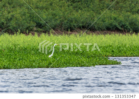 Great egret, Ardea alba at the Jari Canal at Alter do Chao, Santarem District, Para State, Brazil. Great egret, Ardea alba at the Jari Canal at Alter do Chao, Santarem District, Para State, Brazil. 131353347
