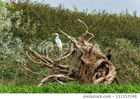 Great egret, Ardea alba at the Jari Canal at Alter do Chao, Santarem District, Para State, Brazil. 131353348
