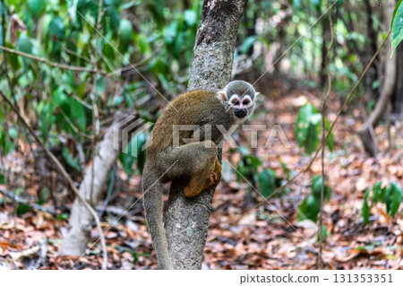 Guianan squirrel monkey, Saimiri sciureus at the sloth path on the Jari Canal at Alter do Chao, Santarem, Para, Brazil Guianan squirrel monkey, Saimiri sciureus at the sloth path on the Jari Canal at Alter do Chao, Santarem, Para, Brazil 131353351