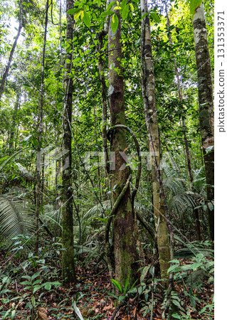 The Musa botanical garden. Manaus, Brazil. Natural beauty, Floresta Amazonica The Musa botanical garden. Manaus, Brazil. Natural beauty, Floresta Amazonica 131353371