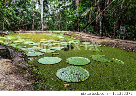 Victoria amazonica flower at Museu da Amazonia, MUSA in Manaus, Brazil. The largest of the water lily family 131353372