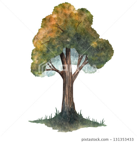 Watercolor tall oak tree illustration for design, backgrounds, cards, patterns, and nature projects Watercolor tall oak tree illustration for design, backgrounds, cards, patterns, and nature projects 131353433
