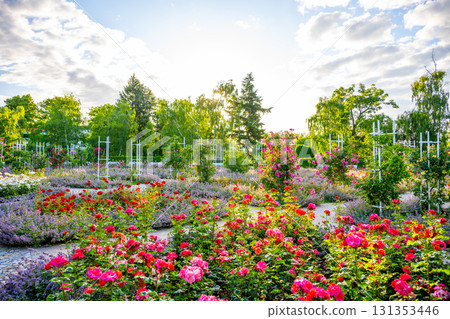A colorful display of roses in the Petrin Rose Garden captivates visitors as sunlight filters through lush trees. The serene setting invites leisurely strolls and quiet reflection. 131353446