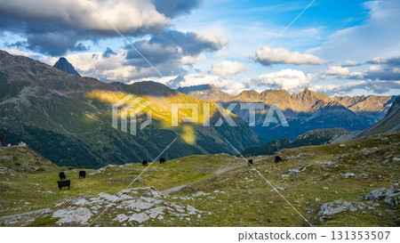 The Bernina Pass offers a breathtaking evening view of the majestic Swiss Alps. Cows graze peacefully on the lush grass as shadows stretch across the mountains. 131353507