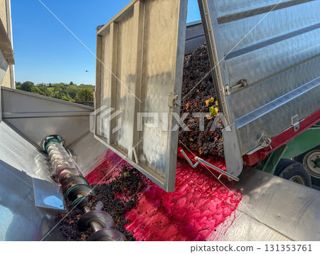 Freshly harvested red wine grapes are pouring from a trailer into a destemmer machine, moving through a screw conveyor to begin the winemaking process Freshly harvested red wine grapes are pouring from a trailer into a destemmer machine, moving through a screw conveyor to begin the winemaking process 131353761