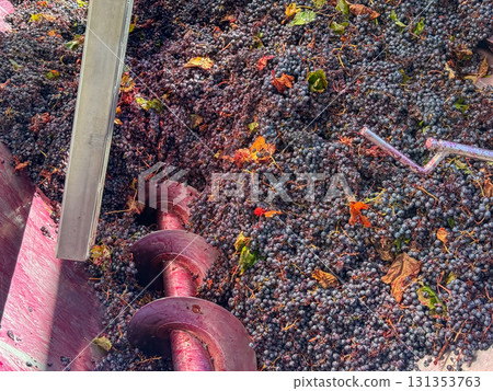 Red grapes are flowing into a destemmer and crusher machine, beginning the process of fermentation and wine making during the autumn harvest season at a winery Red grapes are flowing into a destemmer and crusher machine, beginning the process of fermentation and wine making during the autumn harvest season at a winery 131353763