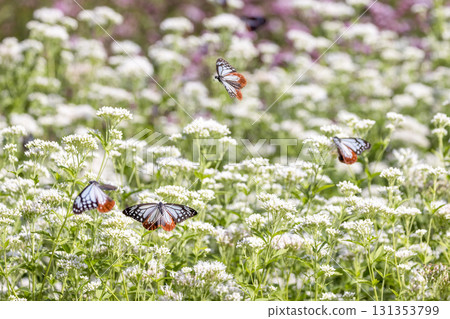 Chestnut tiger butterfly flying in Fujibakama flower field Chestnut tiger butterfly flying in Fujibakama flower field 131353799