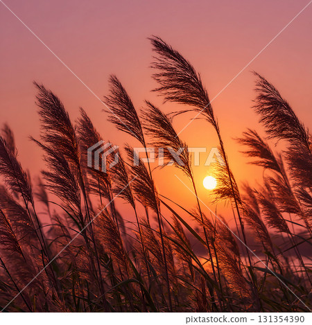 Close-up of majestic grass swaying in the wind against the backdrop of a glowing orange sunset Close-up of majestic grass swaying in the wind against the backdrop of a glowing orange sunset 131354390