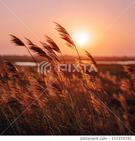 A dramatic autumn sunset scene with the silhouette of silver grass spikes dyed in the light of the setting sun A dramatic autumn sunset scene with the silhouette of silver grass spikes dyed in the light of the setting sun 131354391