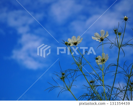 White cosmos flower blooming towards the blue sky White cosmos flower blooming towards the blue sky 131354439