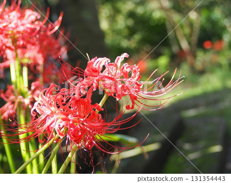 red spider lily red spider lily 131354443