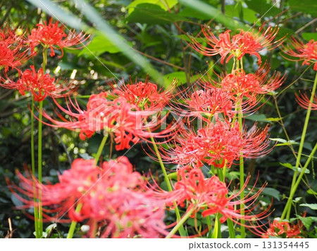 Autumnal spider lilies Autumnal spider lilies 131354445