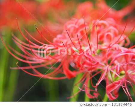 紅蜘蛛百合 紅蜘蛛百合 131354446