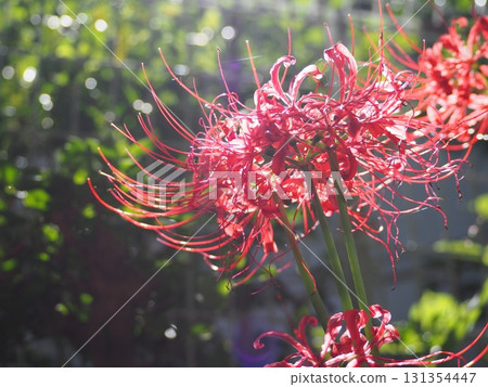 紅蜘蛛百合 紅蜘蛛百合 131354447