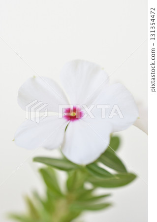 每日草 每日草 131354472