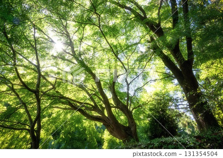 Fresh greenery at Hakuunsan Komatsuji Temple in Shirosato Town, Ibaraki Prefecture Fresh greenery at Hakuunsan Komatsuji Temple in Shirosato Town, Ibaraki Prefecture 131354504
