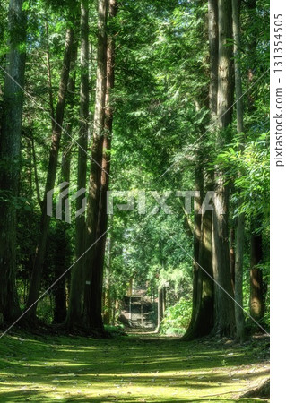 Fresh greenery at Hakuunsan Komatsuji Temple in Shirosato Town, Ibaraki Prefecture 131354505