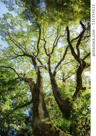 茨城縣白裡町白雲山小松寺的新綠 茨城縣白裡町白雲山小松寺的新綠 131354513