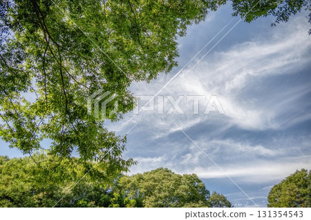 Fresh green dragon gate waterfall 131354543