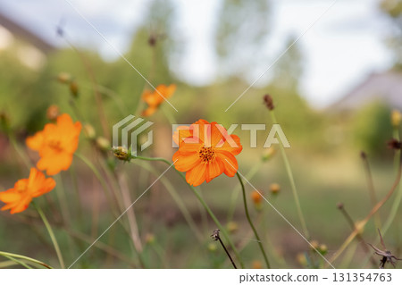 Orange cosmos blooming beautifully in the soft sunlight on an early autumn morning Orange cosmos blooming beautifully in the soft sunlight on an early autumn morning 131354763