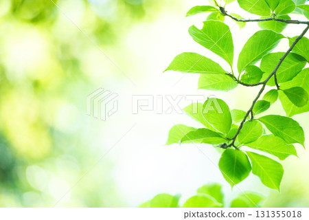 The season of fresh greenery 131355018