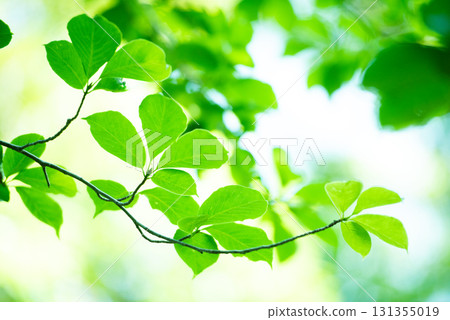 The season of fresh greenery 131355019