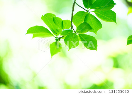 The season of fresh greenery 131355020