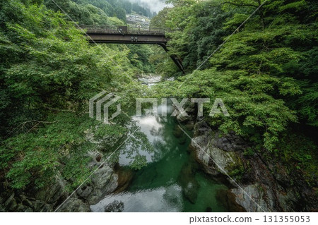 Miyoshi City, Tokushima Prefecture: Iya Kazura Bridge in the fresh greenery 131355053
