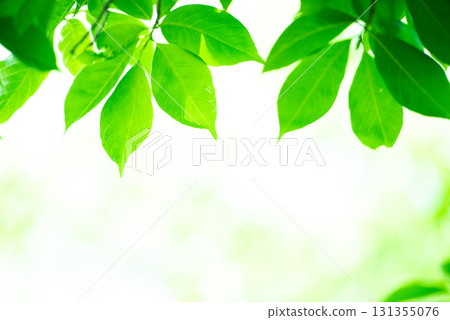 新綠色的季節 131355076