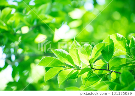 新綠色的季節 131355089