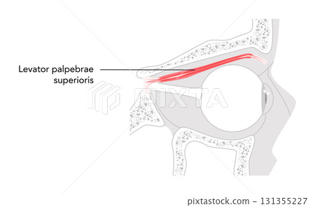 Levator palpebrae superioris - Eye lifting muscle shown labeled in this detailed anatomy chart. Essential for opening Levator palpebrae superioris - Eye lifting muscle shown labeled in this detailed anatomy chart. Essential for opening 131355227