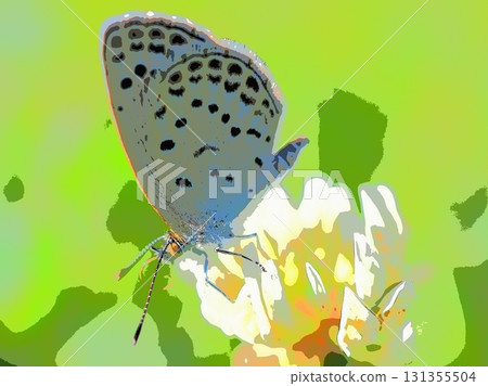 A backlit lycaenid butterfly resting on a white clover (afr20250921083123) A backlit lycaenid butterfly resting on a white clover (afr20250921083123) 131355504