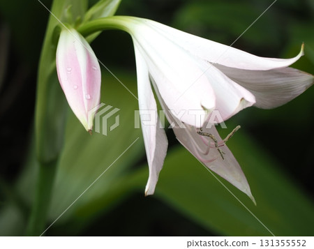 印度hamayuu 印度hamayuu 131355552