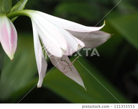 印度hamayuu 印度hamayuu 131355553