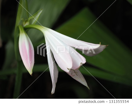 印度hamayuu 131355554