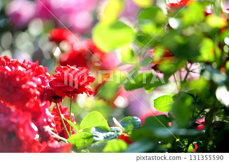 The red rose I once saw 131355590