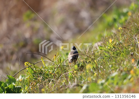 Starling walking in the spring meadow - rear view 131356146