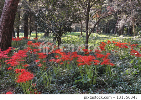 多多羅沼公園松林中盛開的石蒜花 多多羅沼公園松林中盛開的石蒜花 131356345