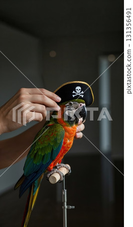 A person's hands carefully place a small black pirate hat with a skull and crossbones on the head of a vibrant orange, green, and blue parrot perched on a wooden stand. 131356491