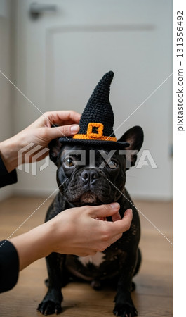 A person's hands gently place a small black crocheted witch hat with an orange buckle onto a cute black French Bulldog sitting on a light wooden floor indoors. 131356492